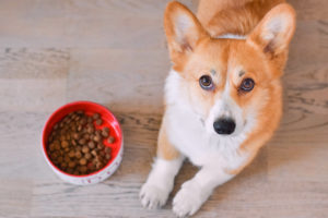 Cane corgi accanto alla ciotola dei croccantini; ultrprocessati, pet food, cibo per cani