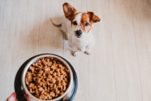Cane jack russell aspetta la ciotola piena di croccantini; pet food, ultraprocessati