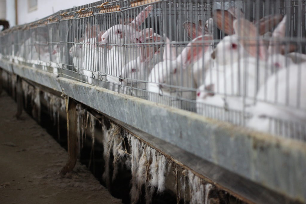 conigli gabbia 69211_© Compassion in World Farming