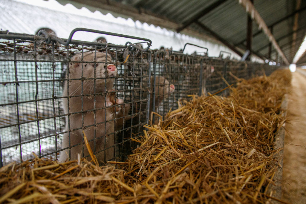 Mink farm. Mink in the cage. Mink's fur allevamento di visoni. Visoni in gabbia