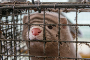 Visone in gabbia in un allevamento