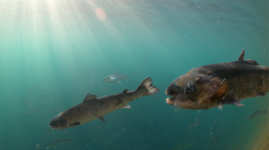 cambiamento climatico, salmoni