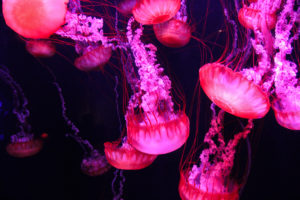 meduse