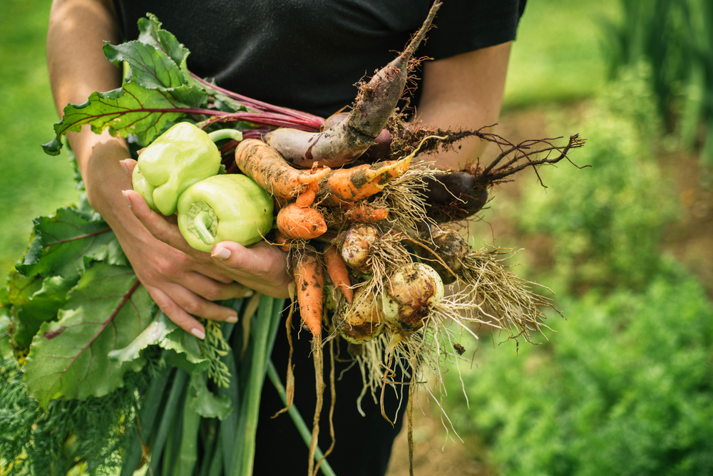 Persona con verdure appena raccolte in un campo