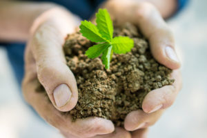 Manciata di terriccio con piantina tenuta tra le mani; concept agricoltura biologica, sostenibile