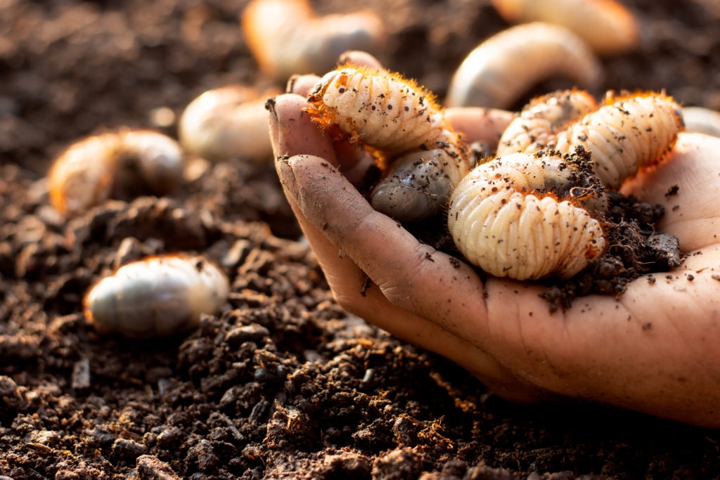 larve insetti coleotteri terra terreno mano