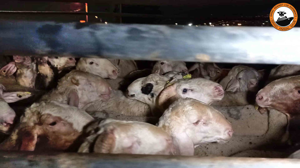 phoenix III trasporto animali vivi pecore