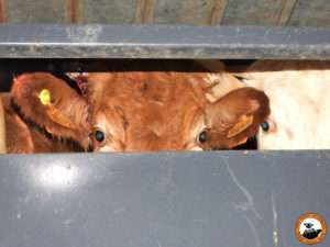 phoenix III trasporto animali vivi tori