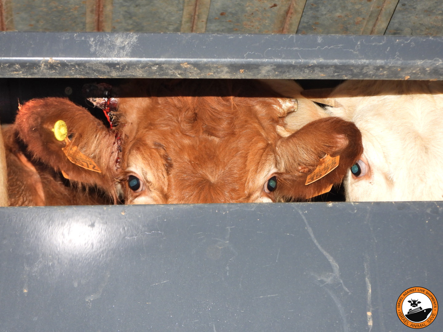 phoenix III trasporto animali vivi tori