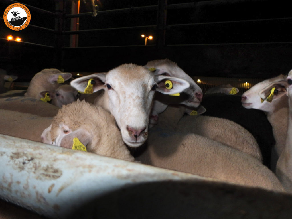 Phoenix III trasporto animali vivi pecore