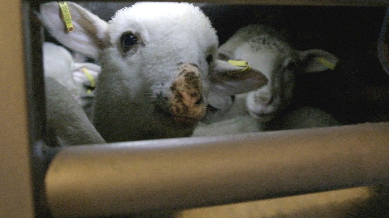 Trasporto animali, agnello dietro le sbarre