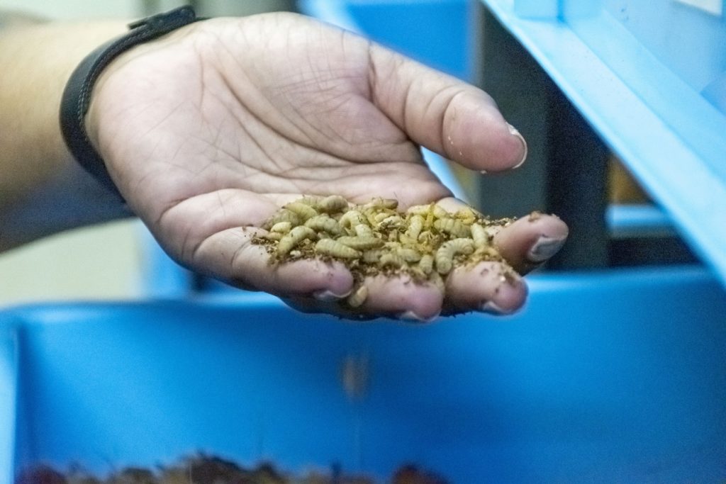 larve mosche solato nere Singapore National University