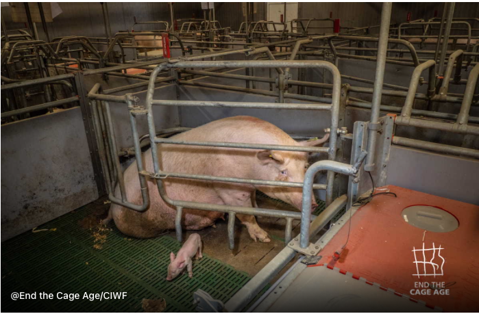 Scrofe in gabbie piccole dove si può stare solo in piedi o sdraiate. denuncia di Ciwf e End the Cage Age