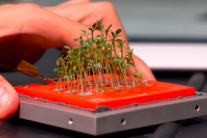 Cubesat greencube enea - micro orto spaziale germogli