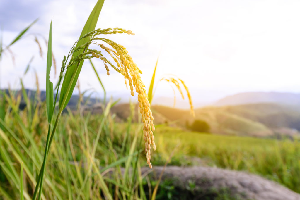 Spiga di riso in una risaia