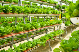 Insalate coltivate in impianto idroponico verticale; vertical farming