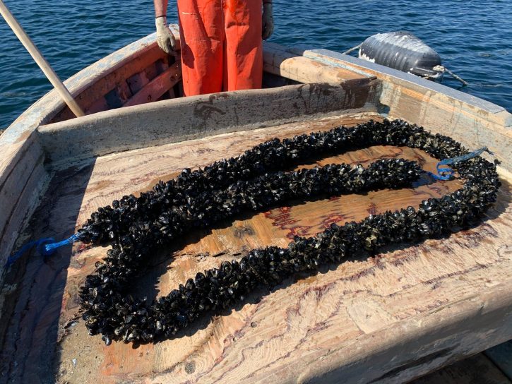 Cozze nere di Taranto presidio SlowFood sul fondo di un'imbarcazione; Foto: Marco Amatimaggio