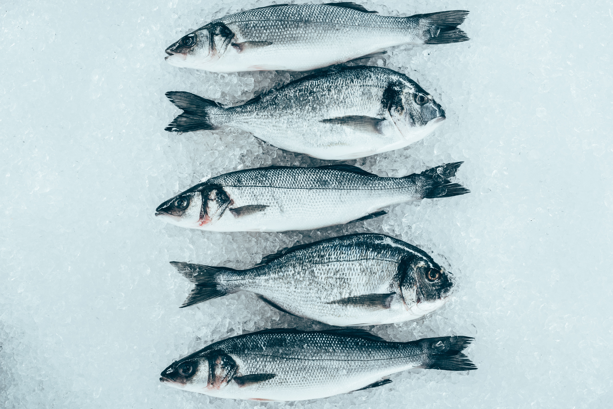 Orate e branzini alternati sul ghiaccio