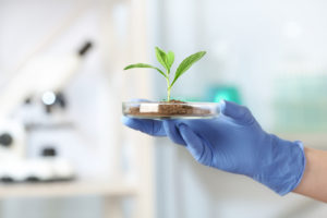 Scienziato che tiene la capsula di Petri con pianta verde in laboratorio, primo piano