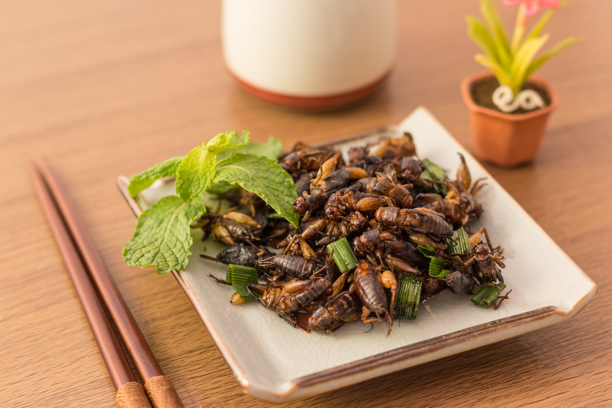 Grilli o cavallette fritti in un piattino con menta ed erba cipollina, accanto a bacchette, tazza e vaso con piantina; concept: insetti commestibili