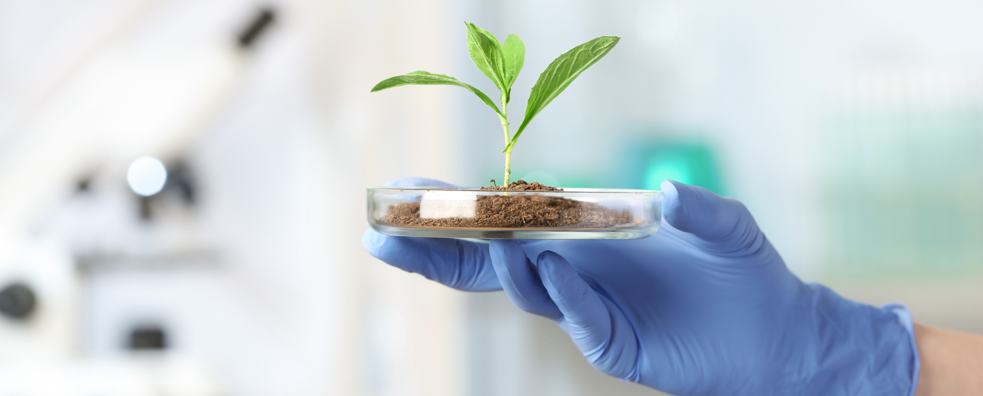 Scienziato che tiene la capsula di Petri con pianta verde in laboratorio, primo piano. germogli ogm