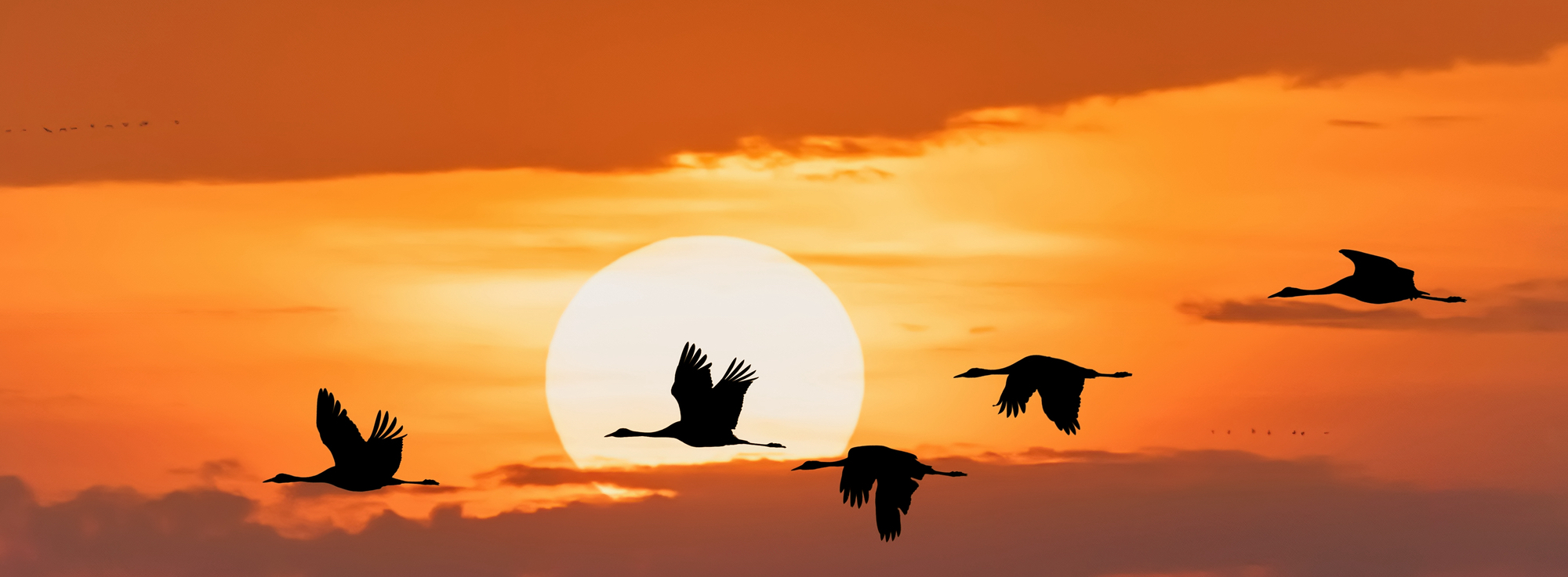 stormo volante di Gru comune, Hortobagy Ungheria