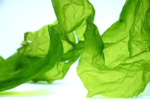 Ulva lactuca alga alghe ulisse