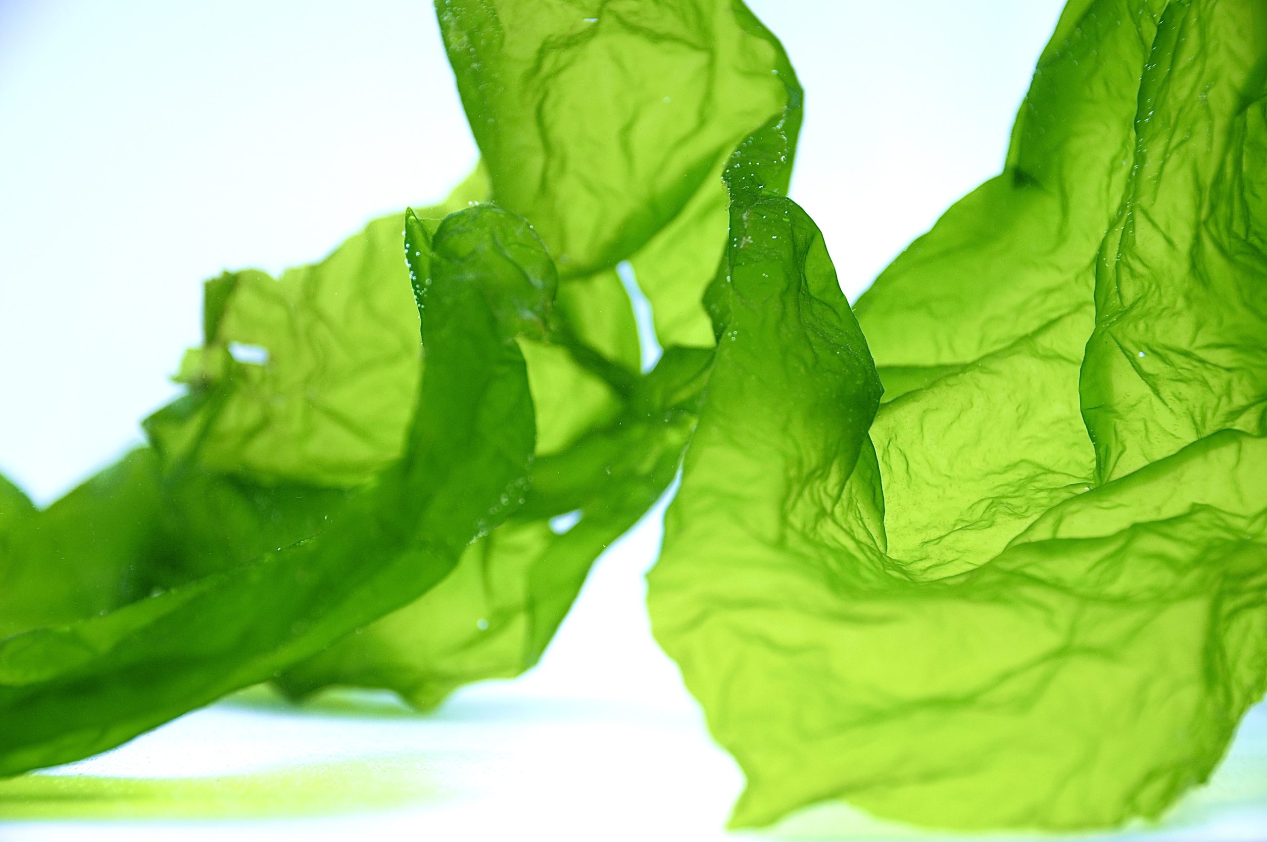 Ulva lactuca alga alghe ulisse