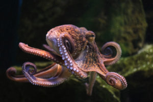 Polpo comune (Octopus vulgaris)