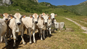 progetto filierba allevamento manzette al pascolo