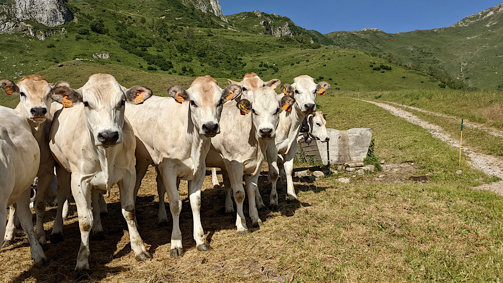 progetto filierba allevamento manzette al pascolo