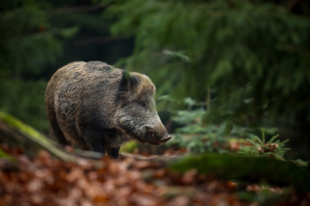 Cinghiale in un bosco; concept; caccia, cacciagione