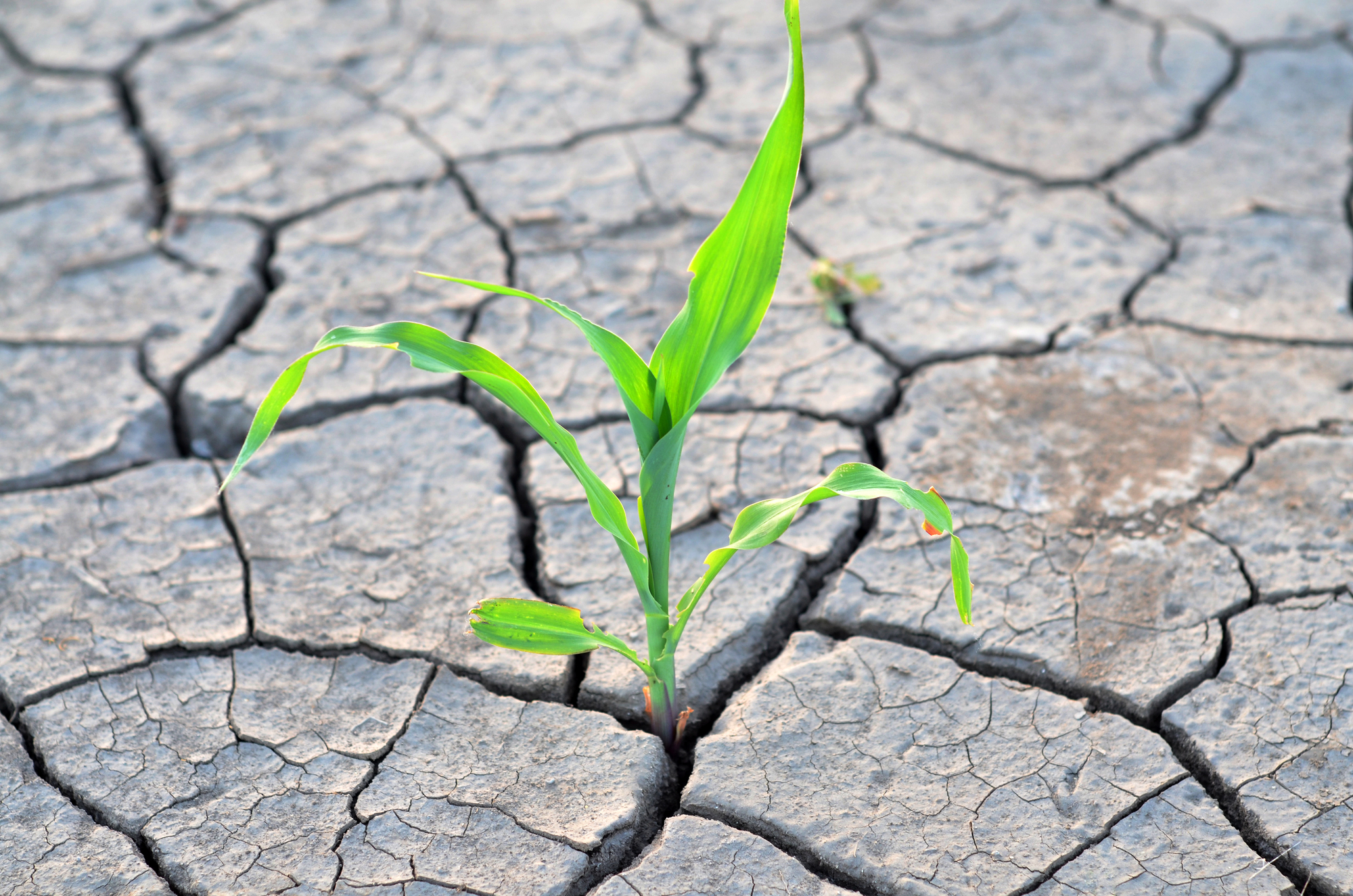 Piantina che cresce tra le crepe nella terra secca per la siccità