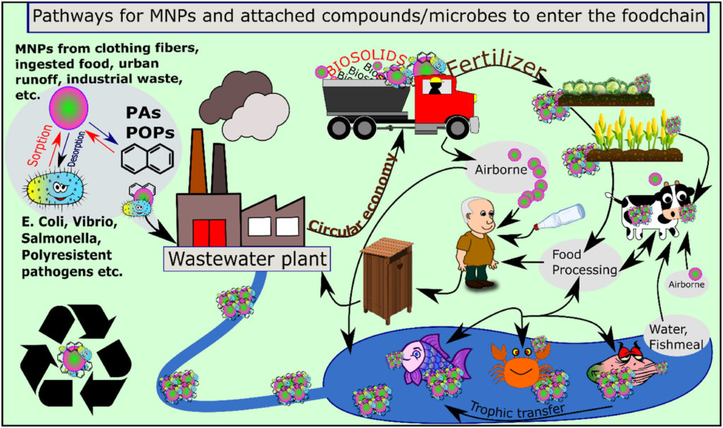 microplastiche nella catena alimentare nelis 2023 trends in analytical chemistry