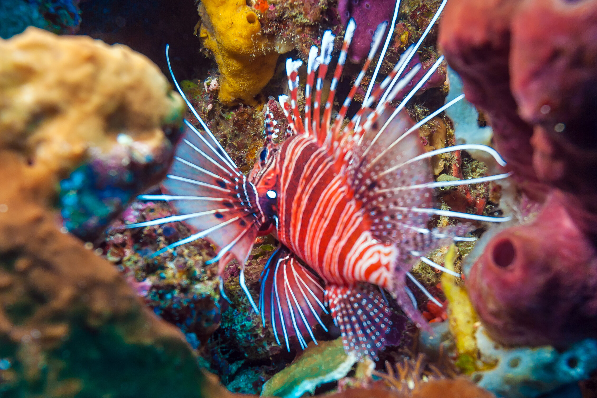 pesce scorpione specie aliene veleno pericolo allerta clima mediterraneo
