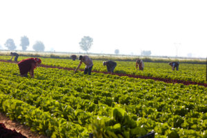 agricoltura campi lattuga