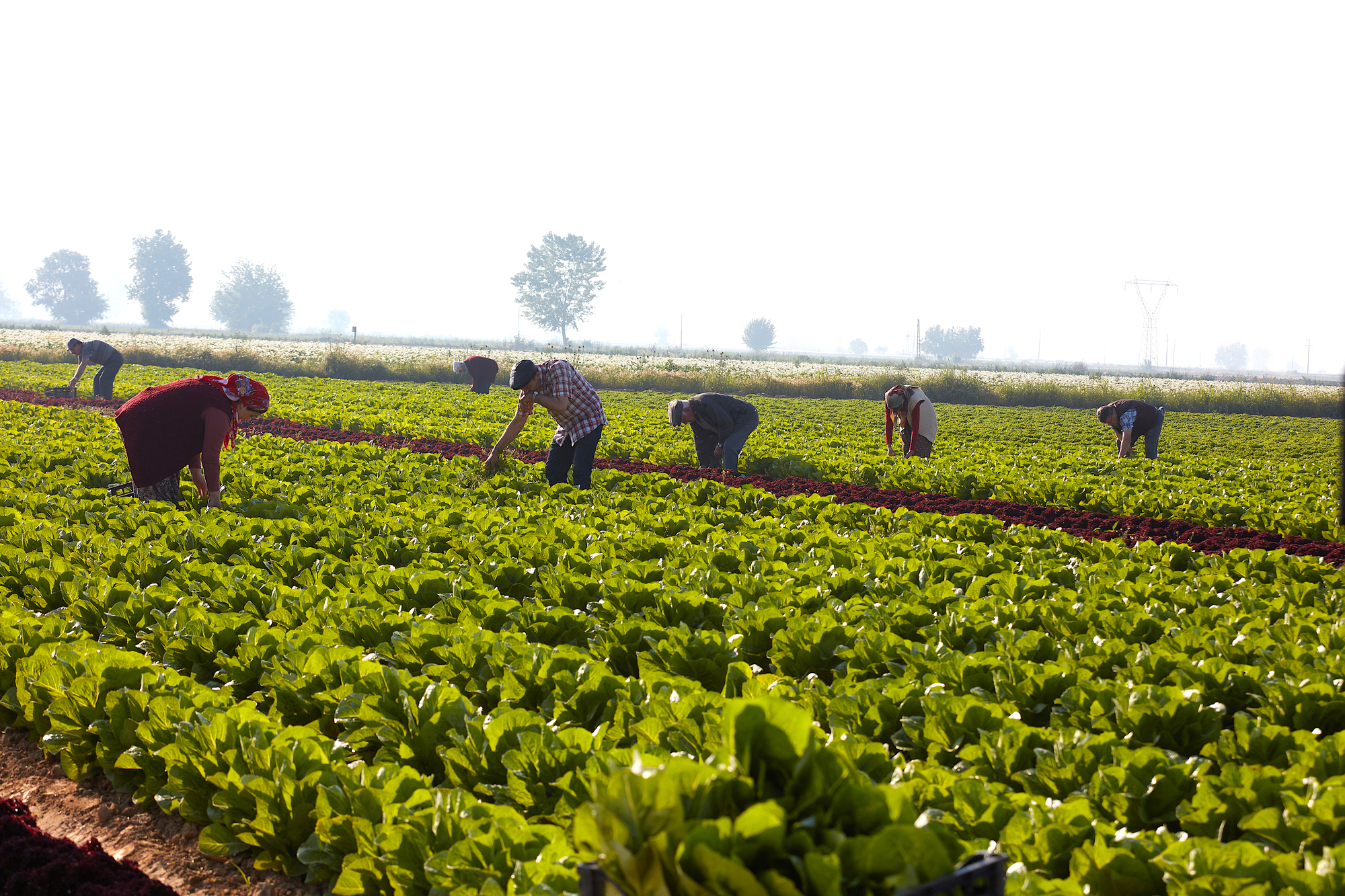 agricoltura campi lattuga lavoratori