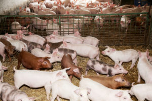allevamenti maiali