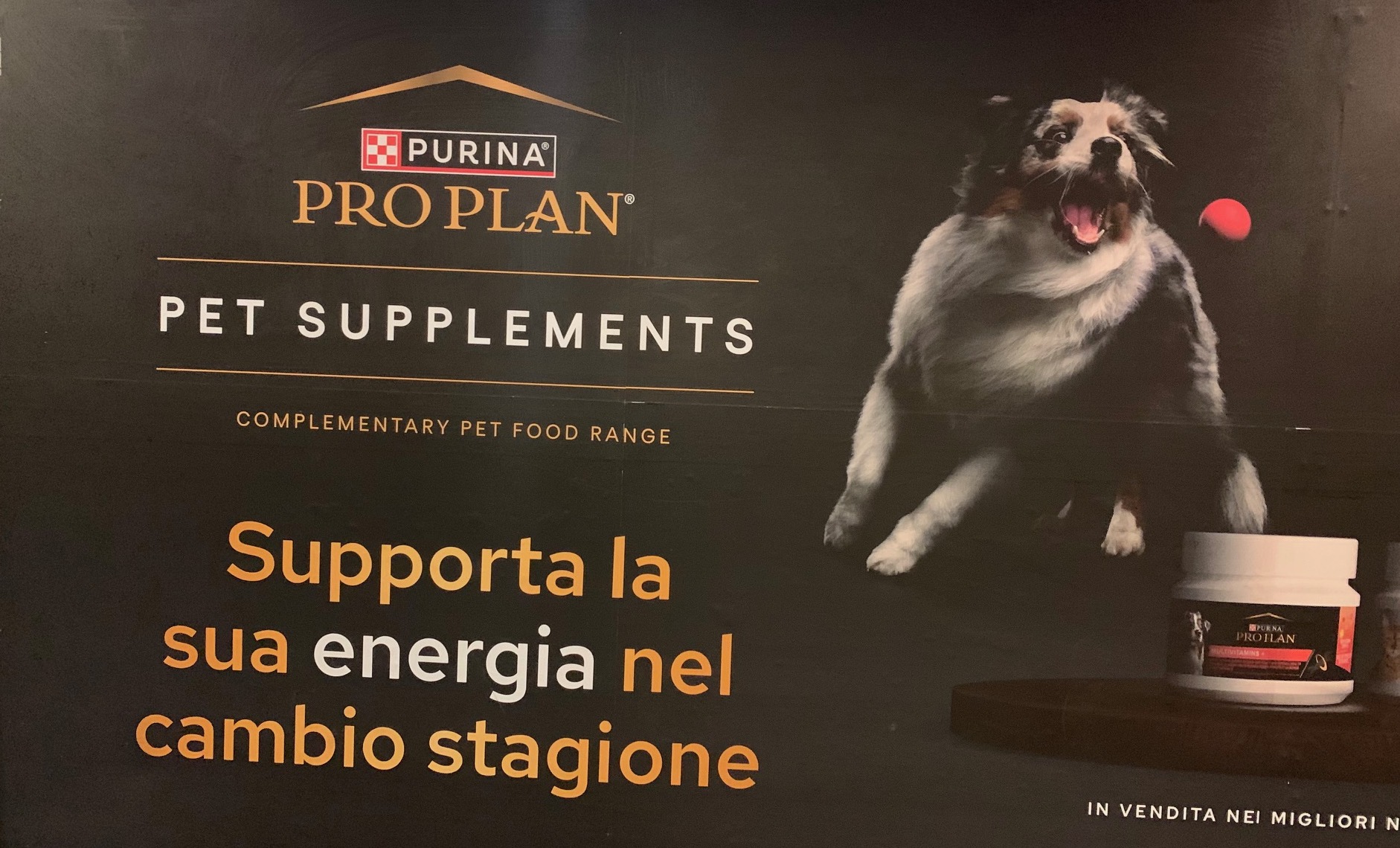 pet food cane Purina