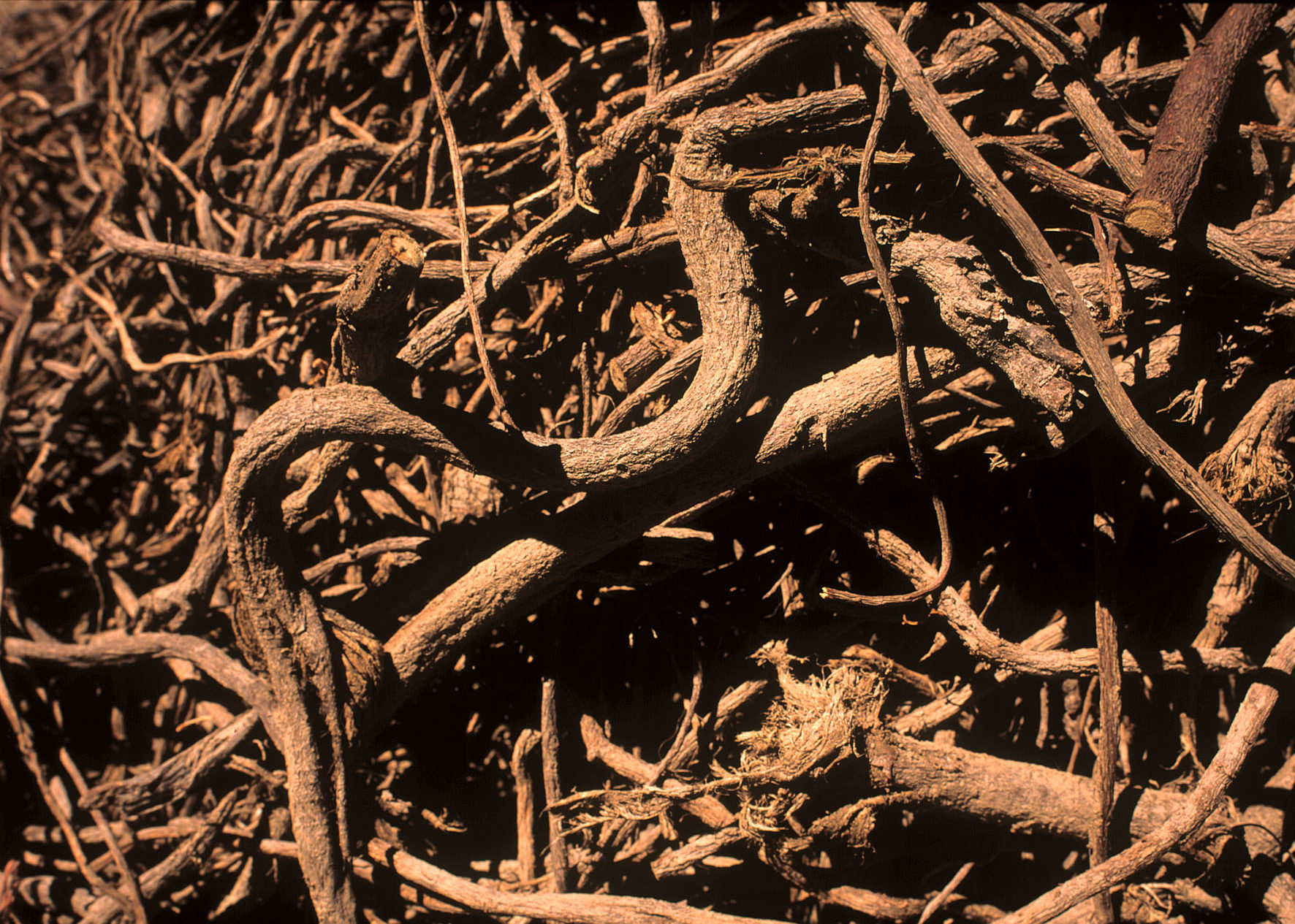 Radici di liquirizia -Amarelli