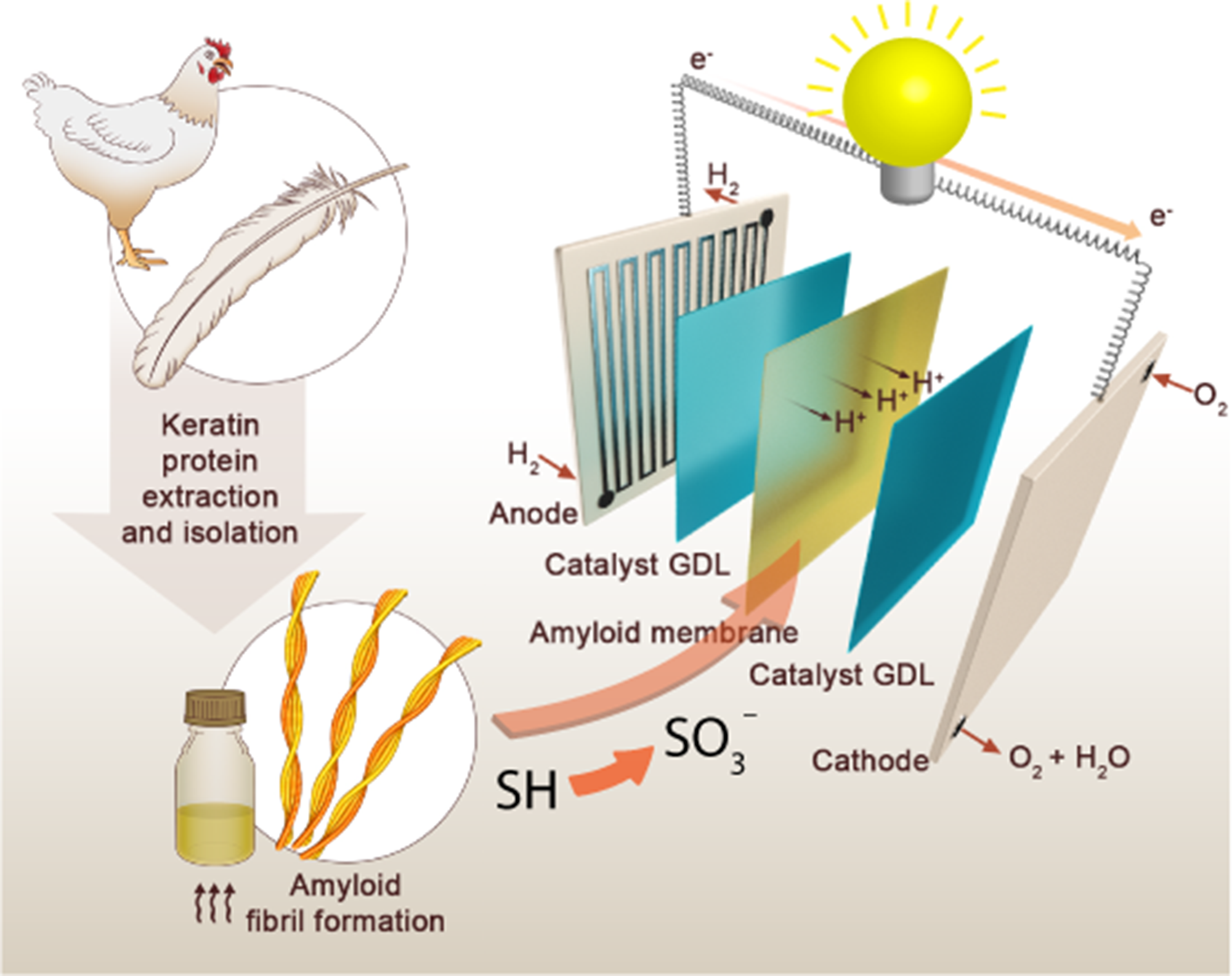 Cella a combustibile piume di pollo – ETH, CS Appl. Mater. Interfaces 2023