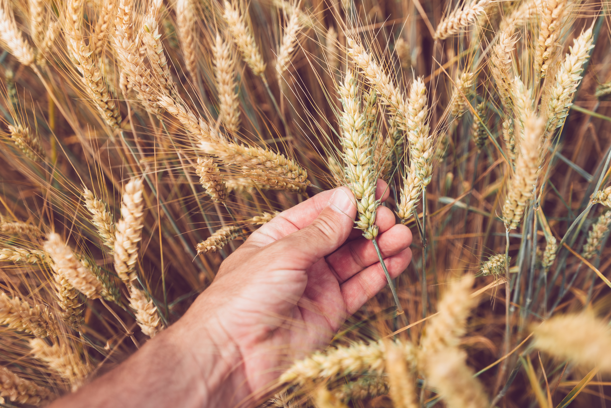 Lavoratore agricolo che esamina le spighe di grano in fase di maturazione in un campo coltivato, primo piano della mano maschile che tocca le colture, messa a fuoco selettiva glifosato