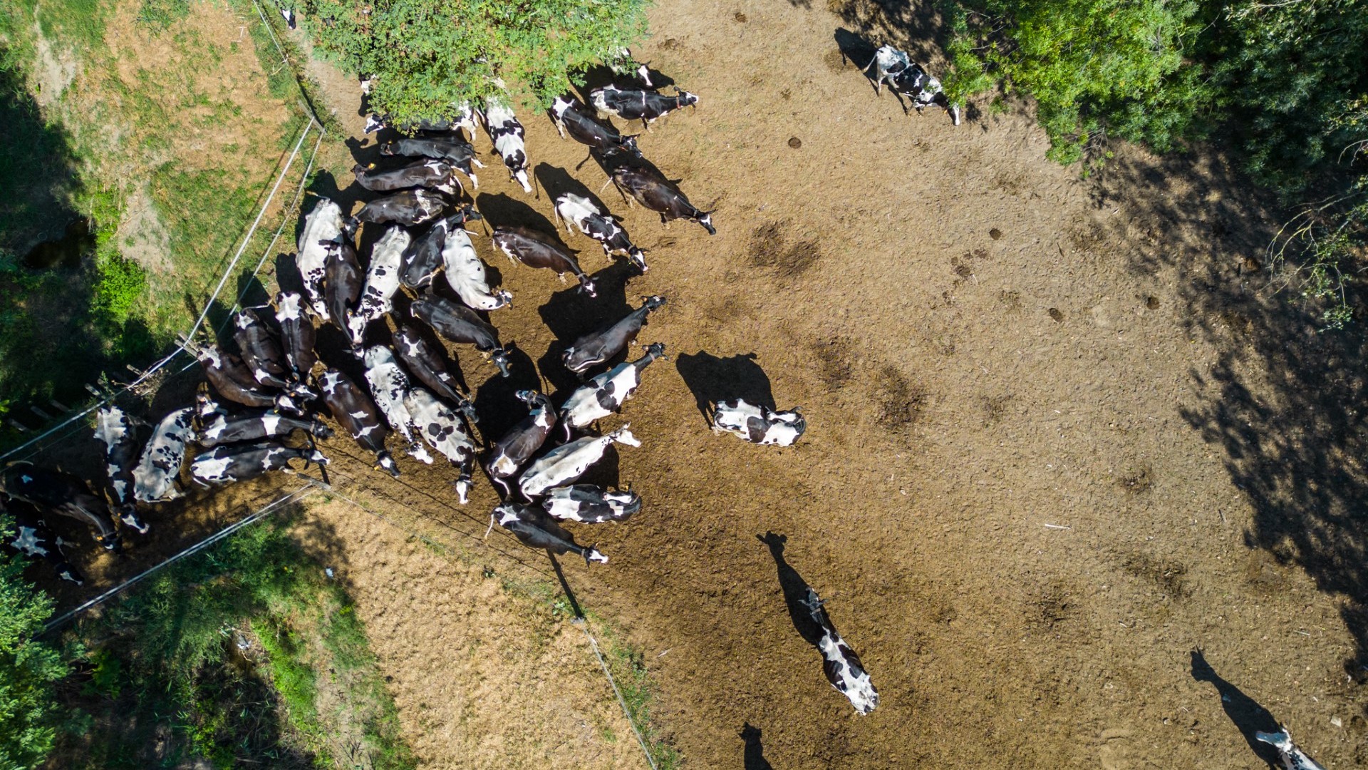 Agrisfera biologico granarolo bio vacche 2024 allevamento