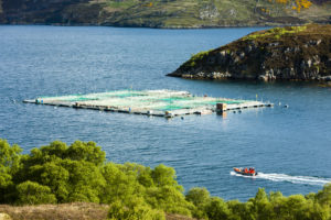 Allevamento di salmoni in un Loch a Chairn Bhain, nelle Highlands, in Scozia; concept: acquacoltura, salmone affumicato