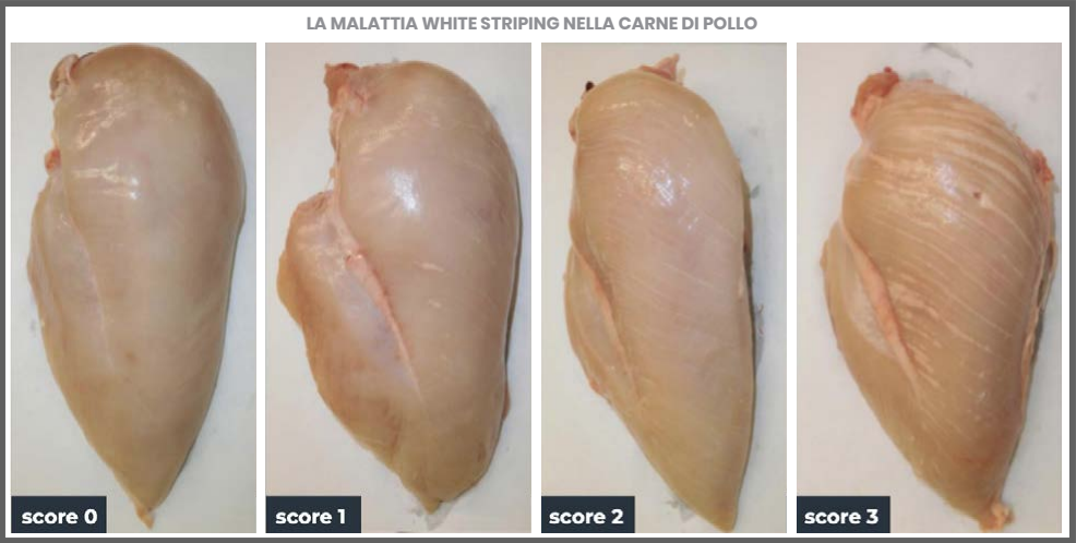 white striping essere animali confronto petti di polli