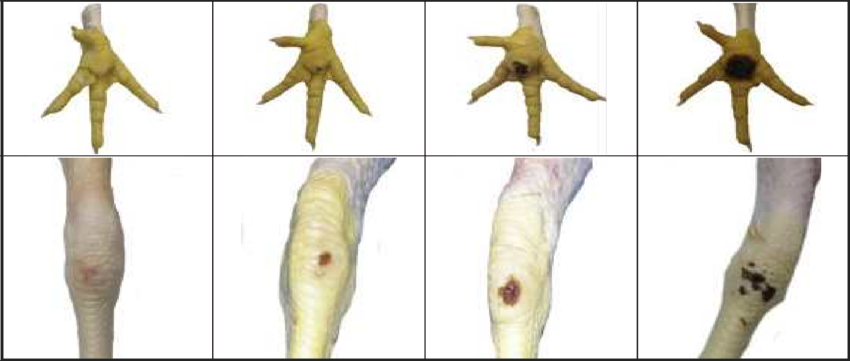hock burns dermatite sulle zampe dei polli broiler