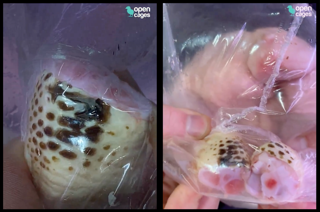 hock burns open cages 2024 pollo broiler dermatite