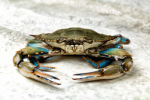Granchio blu; concept: specie invasive
