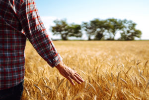 Agricoltore in un campo di grano duro o grano tenero maturo campi agricoltura coltivazione campagna natura sostenibilità