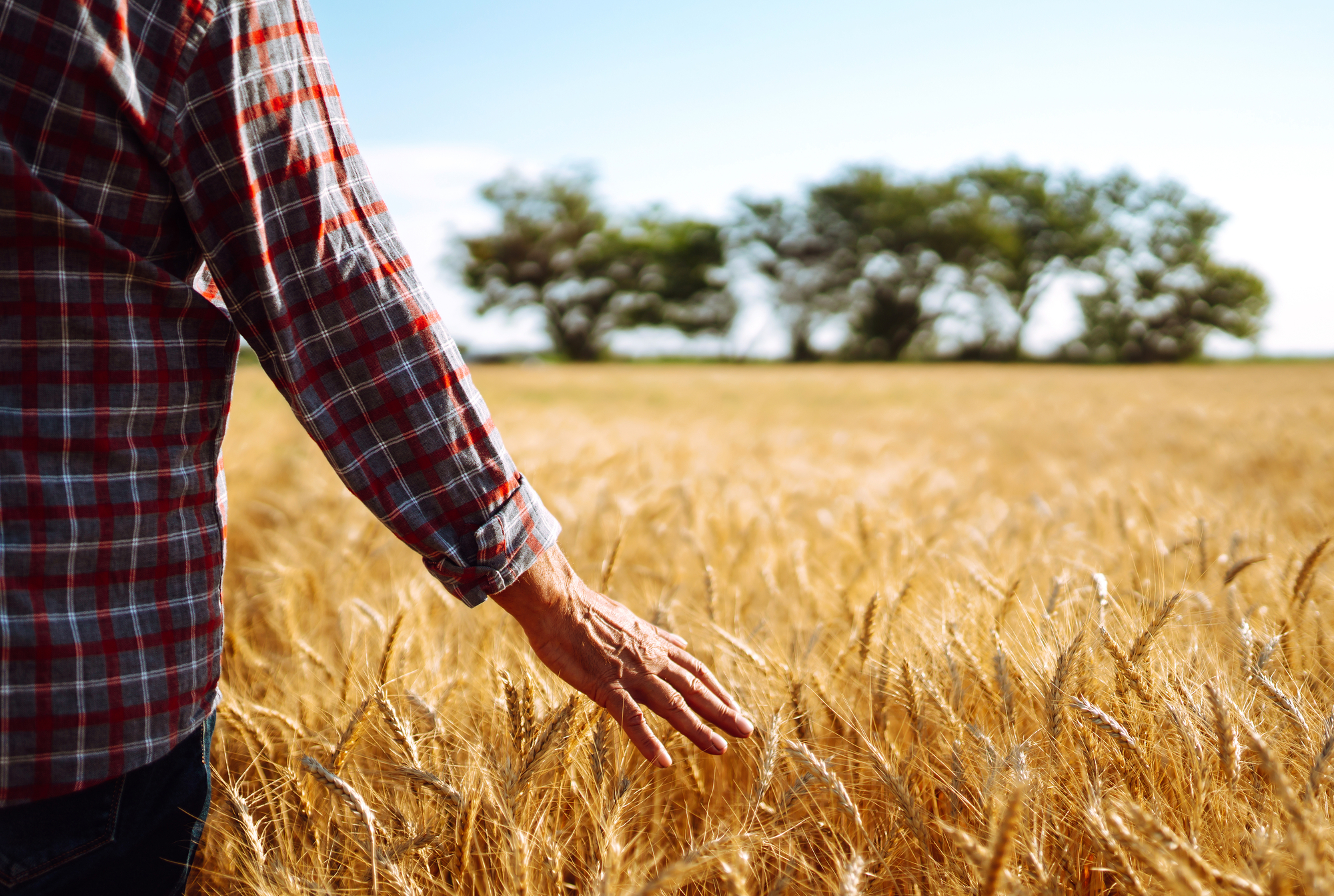 Agricoltore in un campo di grano duro o grano tenero maturo campi agricoltura coltivazione campagna natura sostenibilità
